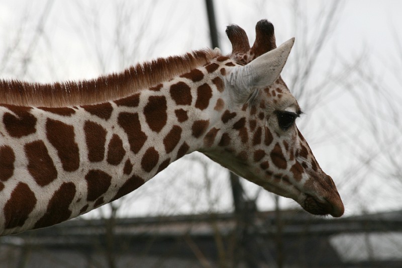 Fotoclubje Blijdorp 2008-19.jpg